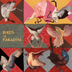 thomas dollbaum birds of paradise