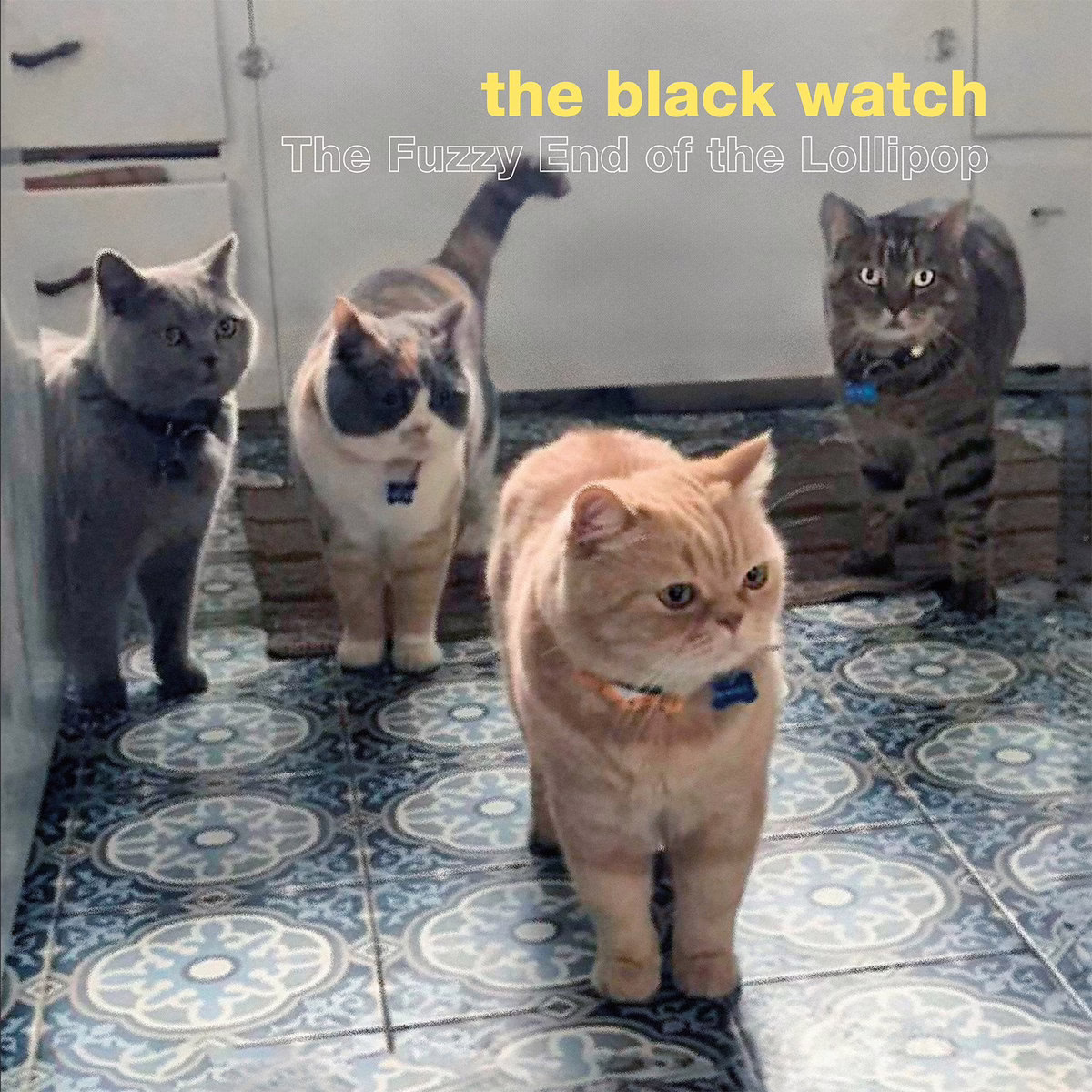 the black watch - The Fuzzy End of the Lollipop album cover